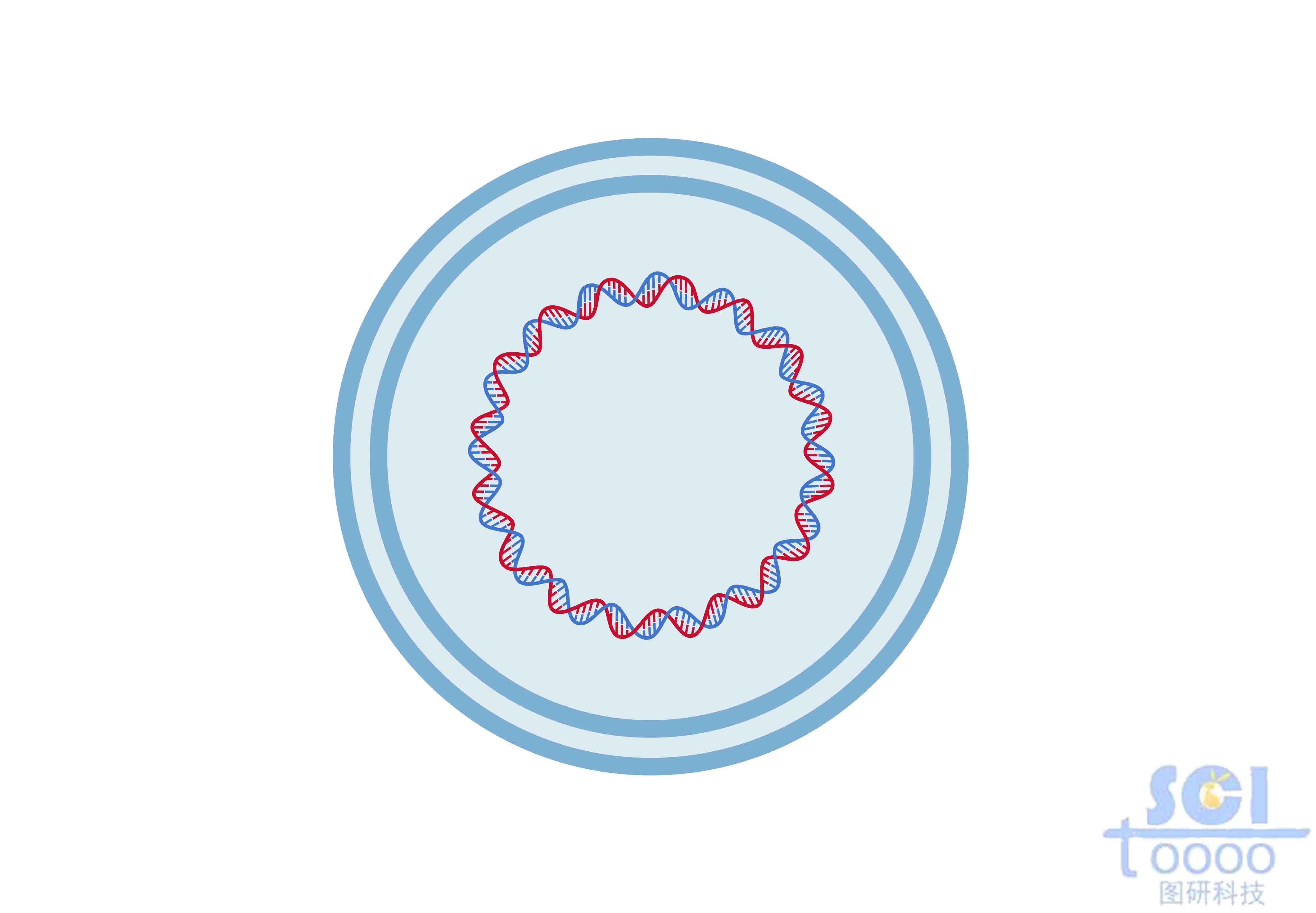 質(zhì)粒轉(zhuǎn)染