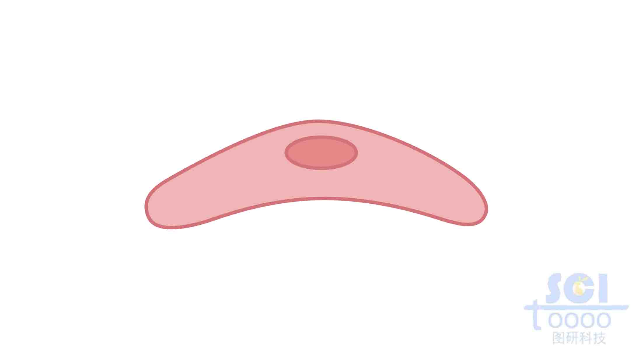 內(nèi)皮細胞