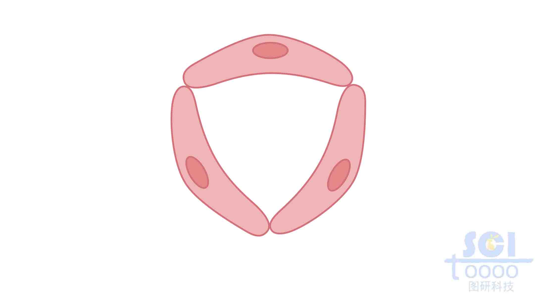 內(nèi)皮細胞
