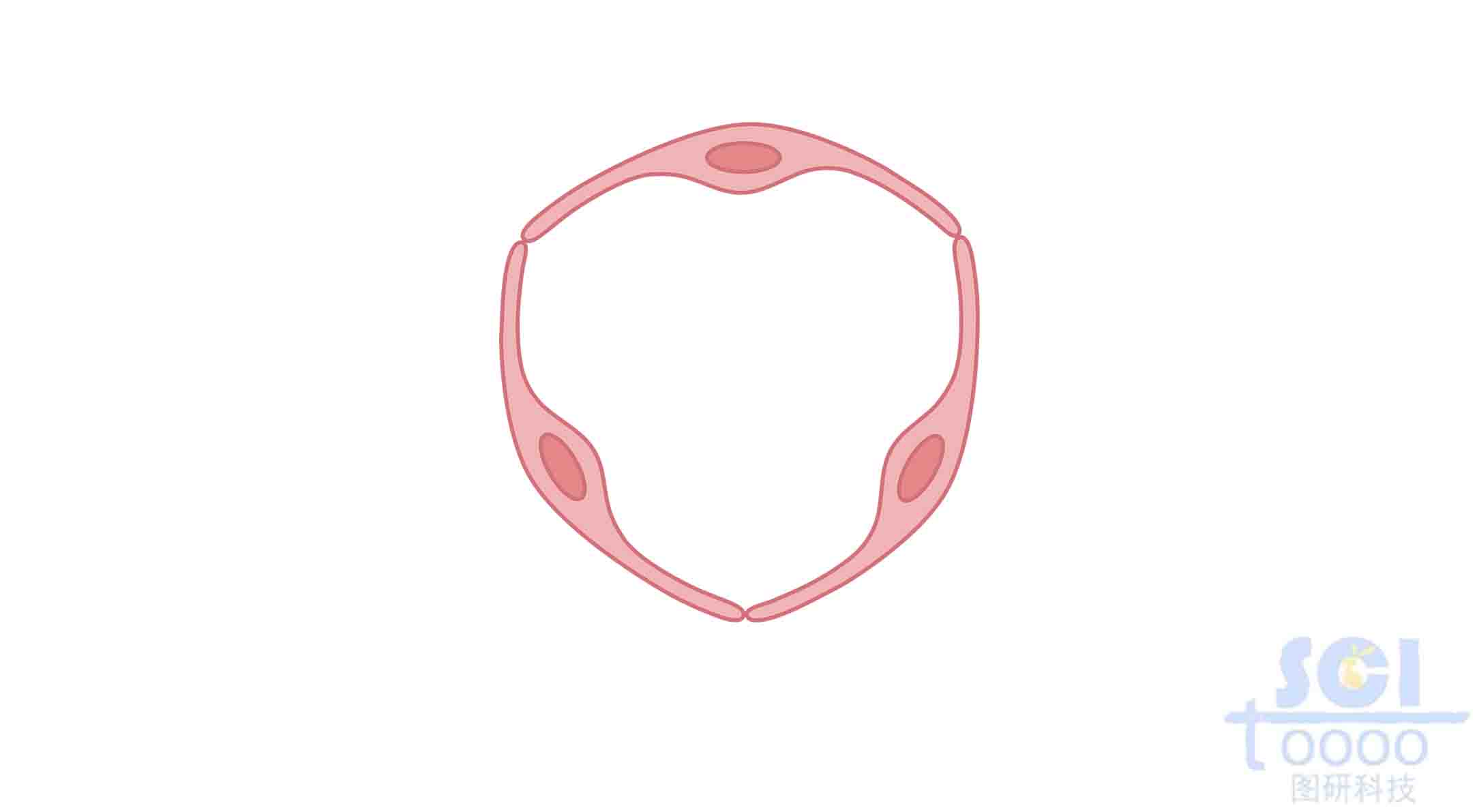 內(nèi)皮細胞