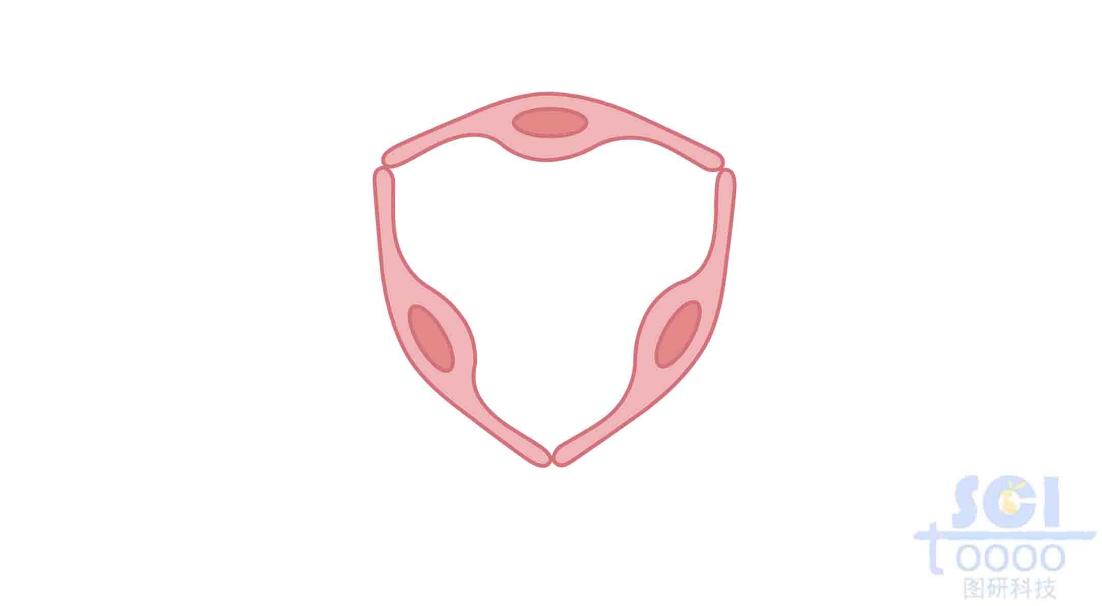 內(nèi)皮細胞
