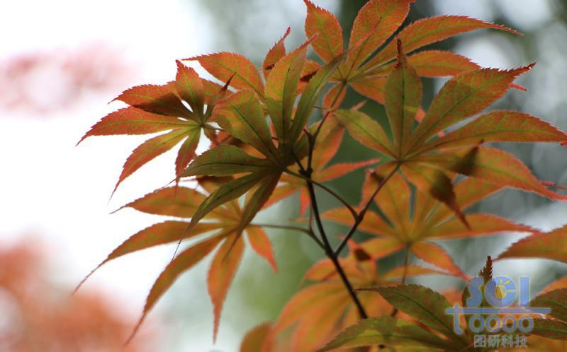 樹(shù)素材