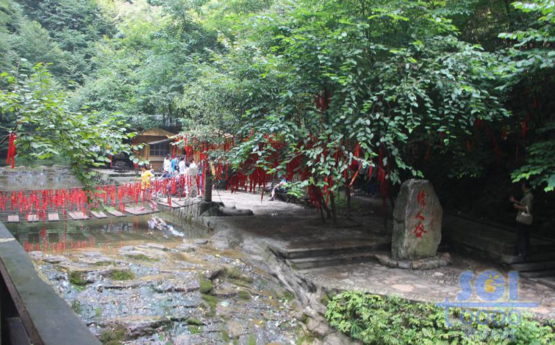 樹素材