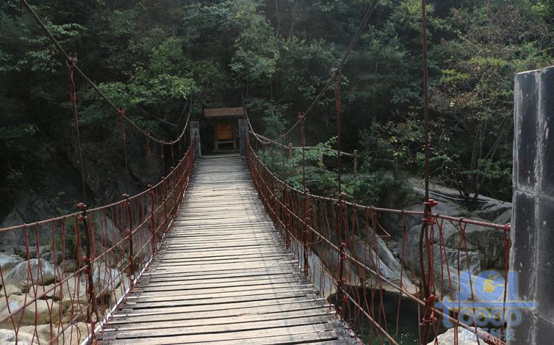 樹(shù)素材