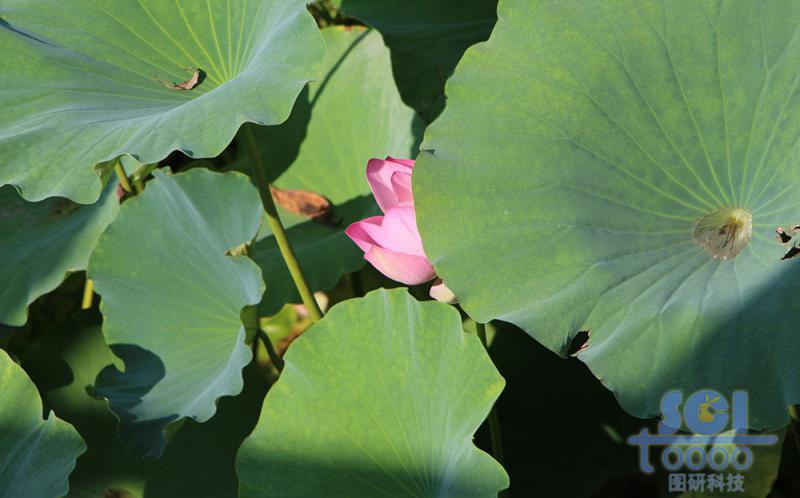 花朵素材