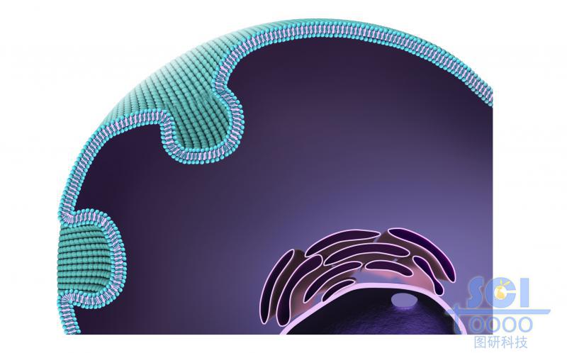 帶內(nèi)吞口的細(xì)胞膜結(jié)構(gòu)