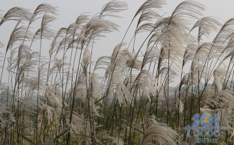 樹(shù)木素材