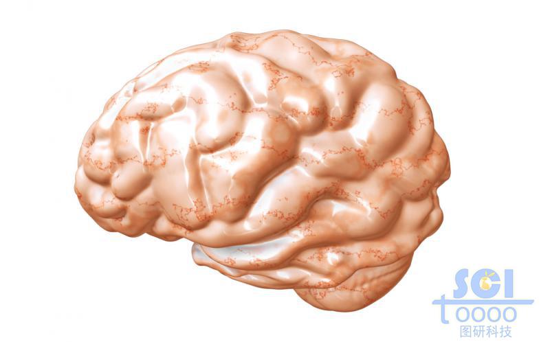 大腦結(jié)構(gòu)