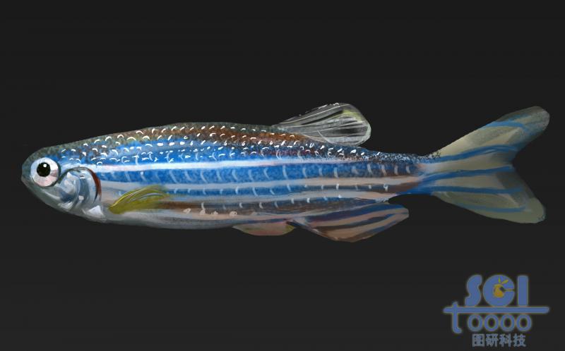 斑馬魚(yú)