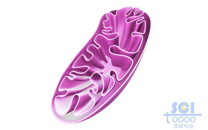 半切面的線粒體結(jié)構(gòu)