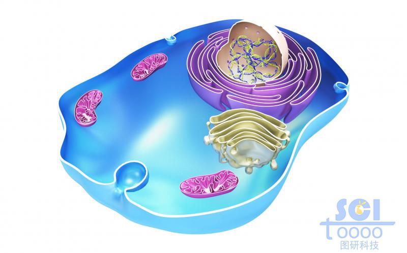 帶細(xì)胞核高爾基體線粒體的半切面細(xì)胞