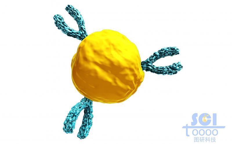 表面上偶聯(lián)抗體的血小板