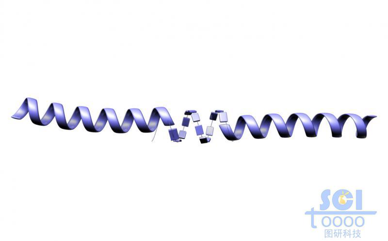 中間有斷裂的長肽鏈