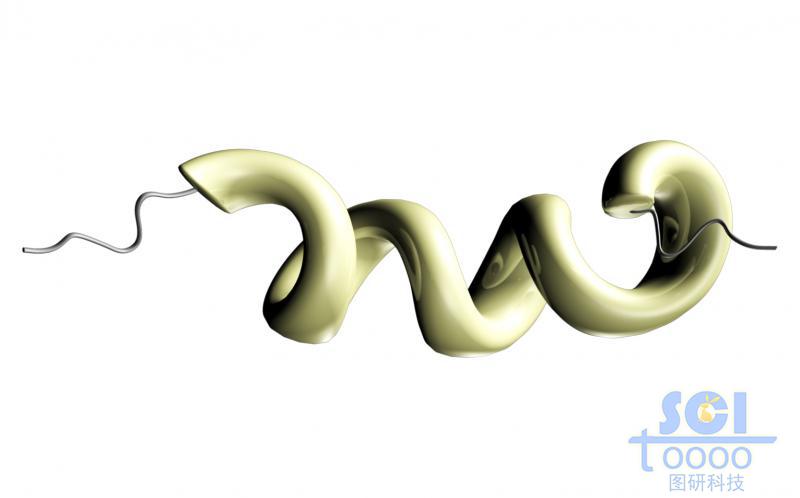 彎曲的短肽鏈結(jié)構(gòu)