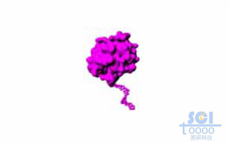 蛋白質(zhì)結(jié)構(gòu)