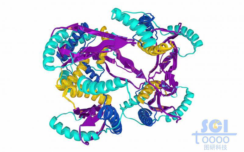蛋白質(zhì)結(jié)構(gòu)