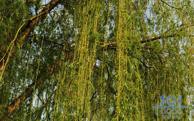 樹(shù)葉素材